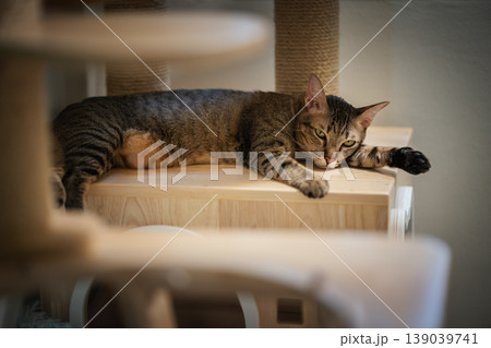 tabby cat resting on a modern wooden cat climber, cat tree tower tabby cat resting on a modern wooden cat climber, cat tree tower 139039741