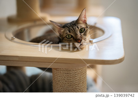 tabby cat resting on a modern wooden cat climber, cat tree tower tabby cat resting on a modern wooden cat climber, cat tree tower 139039742