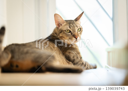 tabby cat resting on a modern wooden cat climber, cat tree tower 139039743
