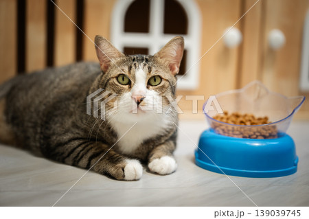 tabby cat lying down next to a blue bowl full of dry food on the floor at home tabby cat lying down next to a blue bowl full of dry food on the floor at home 139039745
