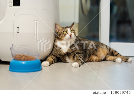 tabby cat sitting next to a modern automatic self-cleaning litter box and a bowl full of dry food at home. 139039746