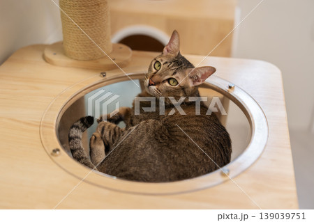 tabby cat resting on a modern wooden cat climber, cat tree tower tabby cat resting on a modern wooden cat climber, cat tree tower 139039751