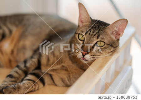 tabby cat resting on a modern wooden cat climber, cat tree tower tabby cat resting on a modern wooden cat climber, cat tree tower 139039753