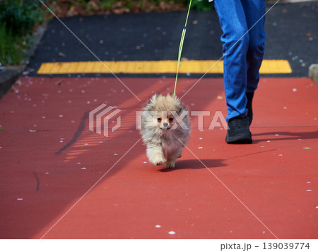 春の公園で可愛いポメラニアンの子犬を連れて散歩する女子中学生の姿 139039774