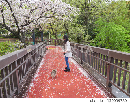 春の桜満開の公園で可愛いポメラニアンの子犬を連れて花見する女子中学生の姿 139039780