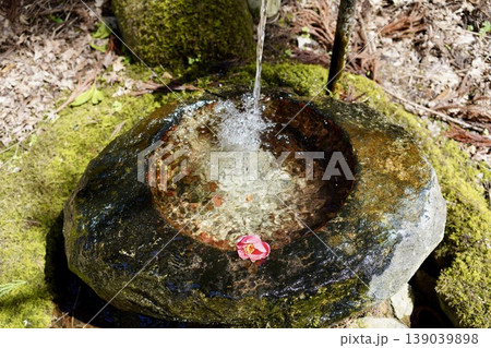 苔の生えた手水鉢と赤い花 139039898