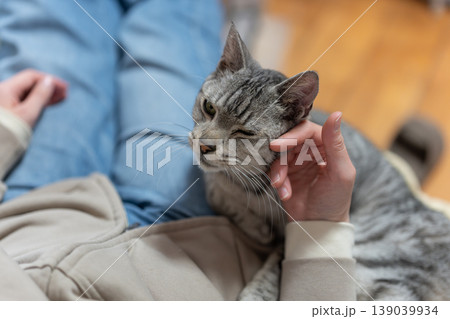 猫を撫でる飼い主　サバトラ猫 139039934
