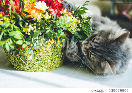 Fluffy Gray Cat Smelling Spring Flowers: Cute Pet Sniffing Colorful Bouquet with Mimosa and Tulips. Close up of fluffy gray cat with long fur and green eyes. Fluffy Gray Cat Smelling Spring Flowers: Cute Pet Sniffing Colorful Bouquet with Mimosa and Tulips. Close up of fluffy gray cat with long fur and green eyes. 139039963