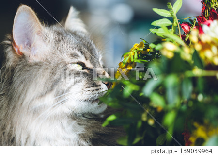 Fluffy Gray Cat Smelling Spring Flowers: Cute Pet Sniffing Colorful Bouquet with Mimosa and Tulips. Close up of fluffy gray cat with long fur and green eyes. Fluffy Gray Cat Smelling Spring Flowers: Cute Pet Sniffing Colorful Bouquet with Mimosa and Tulips. Close up of fluffy gray cat with long fur and green eyes. 139039964