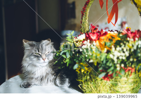 Fluffy Gray Cat Smelling Spring Flowers: Cute Pet Sniffing Colorful Bouquet with Mimosa and Tulips. Close up of fluffy gray cat with long fur and green eyes. Fluffy Gray Cat Smelling Spring Flowers: Cute Pet Sniffing Colorful Bouquet with Mimosa and Tulips. Close up of fluffy gray cat with long fur and green eyes. 139039965