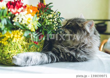 Fluffy Gray Cat Smelling Spring Flowers: Cute Pet Sniffing Colorful Bouquet with Mimosa and Tulips. Close up of fluffy gray cat with long fur and green eyes. Fluffy Gray Cat Smelling Spring Flowers: Cute Pet Sniffing Colorful Bouquet with Mimosa and Tulips. Close up of fluffy gray cat with long fur and green eyes. 139039971