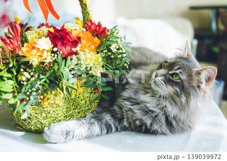 Fluffy Gray Cat Smelling Spring Flowers: Cute Pet Sniffing Colorful Bouquet with Mimosa and Tulips. Close up of fluffy gray cat with long fur and green eyes. Fluffy Gray Cat Smelling Spring Flowers: Cute Pet Sniffing Colorful Bouquet with Mimosa and Tulips. Close up of fluffy gray cat with long fur and green eyes. 139039972
