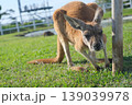 芝生に上にいるカンガルー 139039978