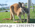 カンガルー 139039979