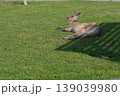 くつろぐカンガルー 139039980