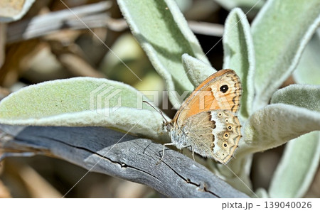 The endemic Coenonympha thyrsis, Crete 139040026