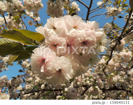 八重桜　 普賢象 139040131