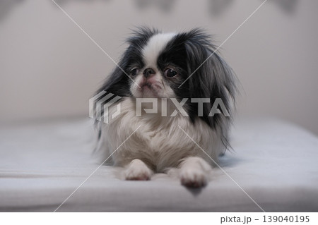室内で伏せをする狆（Japanese Chin）の可愛い表情 139040195