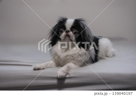伏せをしてこちらを見る狆（Japanese Chin） 139040197