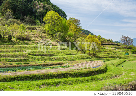 明日香村の景勝地 阪田の棚田 奈良県明日香村 明日香村の景勝地 阪田の棚田 奈良県明日香村 139040516