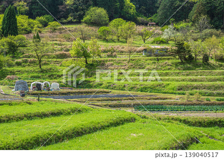 明日香村の景勝地 阪田の棚田 奈良県明日香村 明日香村の景勝地 阪田の棚田 奈良県明日香村 139040517