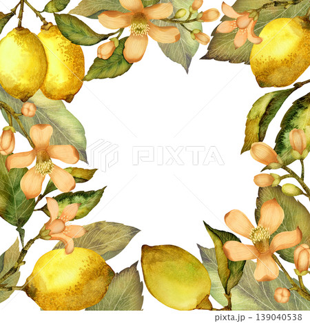 Square frame of lemons, leaves, and flowers. Watercolor illustration isolated on a white background Square frame of lemons, leaves, and flowers. Watercolor illustration isolated on a white background 139040538