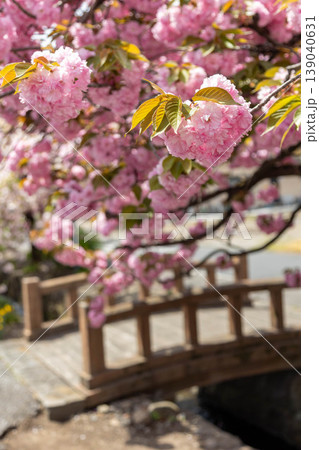 春の白井宿　群馬県渋川市 139040631