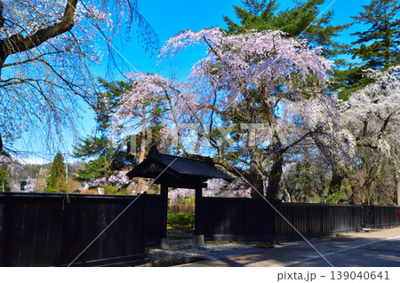 春 桜 角館 武家屋敷通り 春 桜 角館 武家屋敷通り 139040641