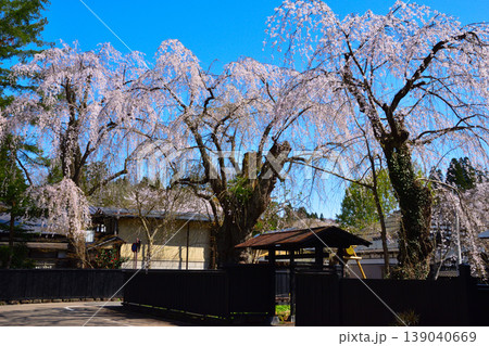 春　桜　角館　武家屋敷通り 139040669