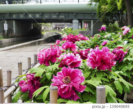 古石場川親水公園の牡丹園・江東区 139040695