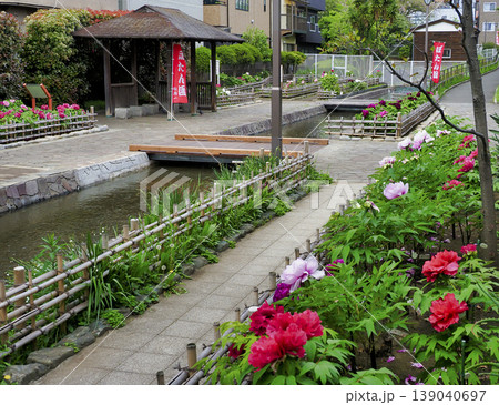 古石場川親水公園の牡丹園・江東区 古石場川親水公園の牡丹園・江東区 139040697