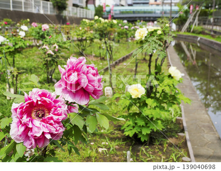 古石場川親水公園の牡丹園・江東区 古石場川親水公園の牡丹園・江東区 139040698