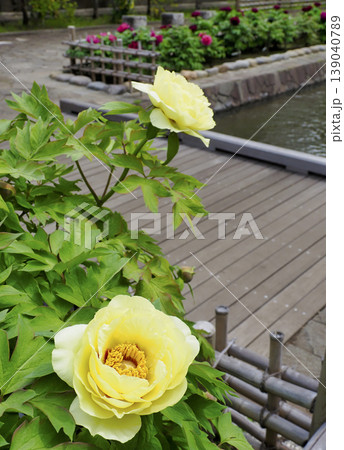 古石場川親水公園の牡丹園・江東区 139040789