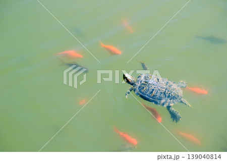 Red-eared slider turtle Trachemys scripta elegans swimming with goldfish in green water of sunny pond Red-eared slider turtle Trachemys scripta elegans swimming with goldfish in green water of sunny pond 139040814