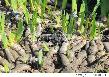 Young Iris germanica green sprouts growing from rhizomes in spring soil under bright natural sunlight 139040821