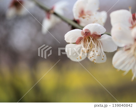 晴れた3月に咲いた白い梅の花「日月（ジツゲツ）」 139040842