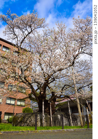 盛岡　石割桜 139041052