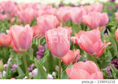美しいピンク色のチューリップの花 春の風景 美しいピンク色のチューリップの花 春の風景 139041218