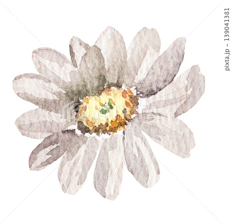 Watercolor cream daisy flower, isolated illustration, romantic wedding stationery element Watercolor cream daisy flower, isolated illustration, romantic wedding stationery element 139041381