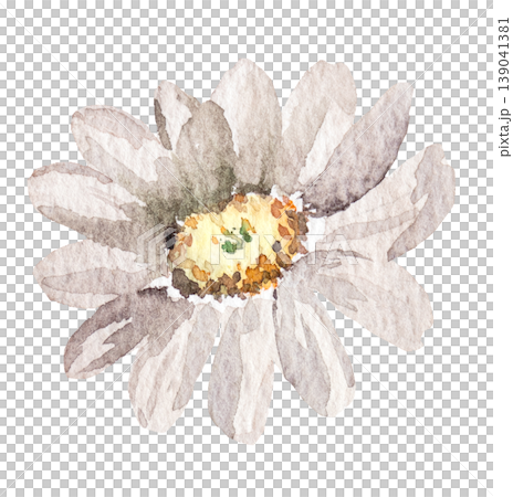 Watercolor cream daisy flower, isolated illustration, romantic wedding stationery element Watercolor cream daisy flower, isolated illustration, romantic wedding stationery element 139041381