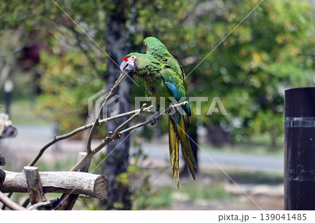 ミドリコンゴウインコ ミドリコンゴウインコ 139041485