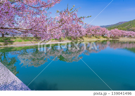 高遠城址公園の桜（タカトオコヒガンザクラ）　2021年4月 139041496
