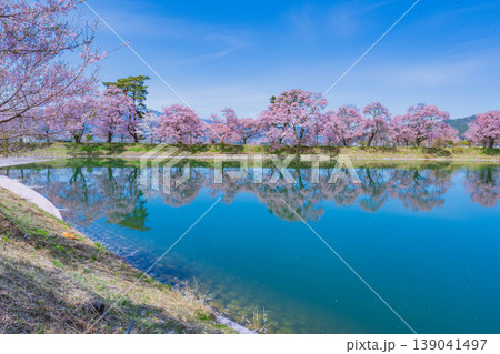 高遠城址公園の桜(タカトオコヒガンザクラ)(2)2021年4月 高遠城址公園の桜(タカトオコヒガンザクラ)(2)2021年4月 139041497