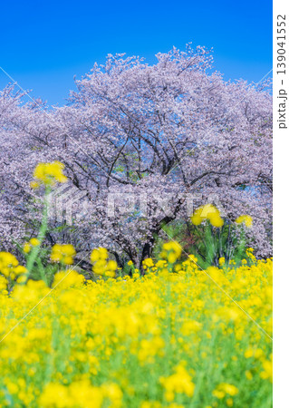 根川緑道の桜 2026年4月 根川緑道の桜 2026年4月 139041552