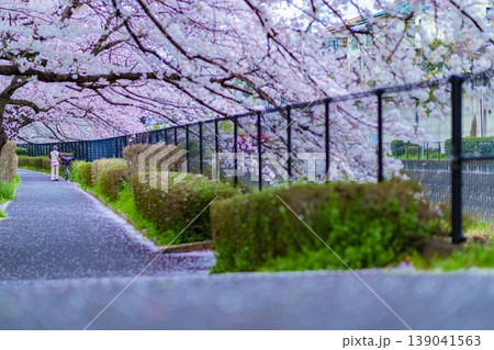 立川市の桜 2020年3月 立川市の桜 2020年3月 139041563