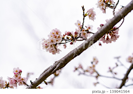 根川緑道の桜　2019年3月 139041564