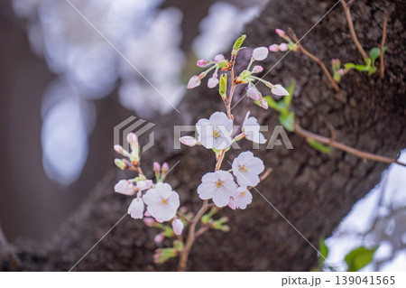 国立市大学通りの桜並木 2024年4月 国立市大学通りの桜並木 2024年4月 139041565