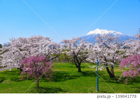 春　桜　岩木川河川公園 139041778
