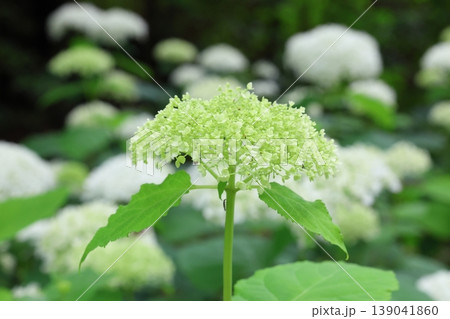春に咲く紫陽花 春に咲く紫陽花 139041860