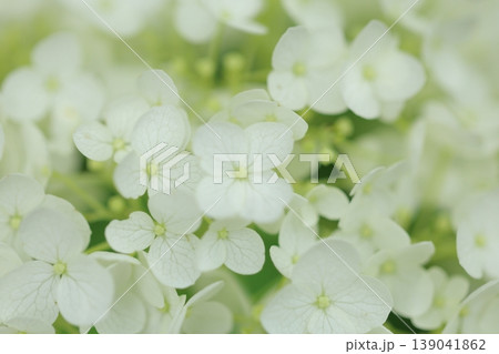 春に咲く紫陽花 139041862